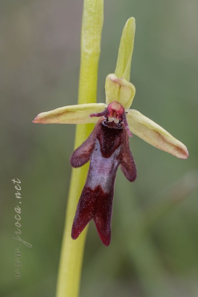 Ophrys insectifera L.