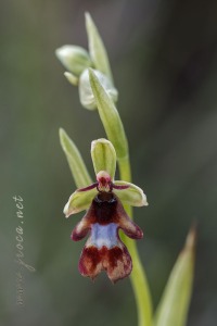 Ophrys insectifera L.