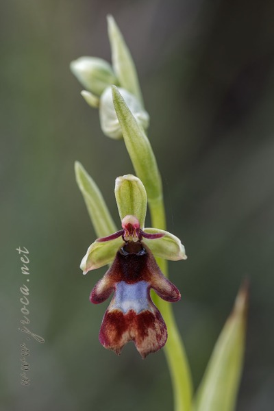 Ophrys insectifera L.