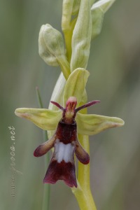 Ophrys insectifera L.