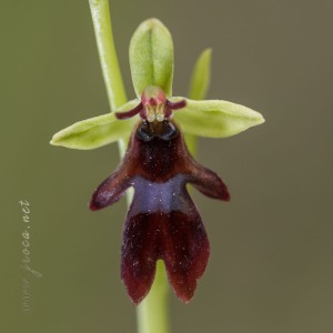 Ophrys insectifera L.