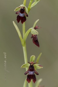 Ophrys insectifera L.