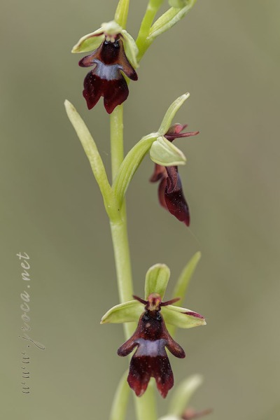 Ophrys insectifera L.