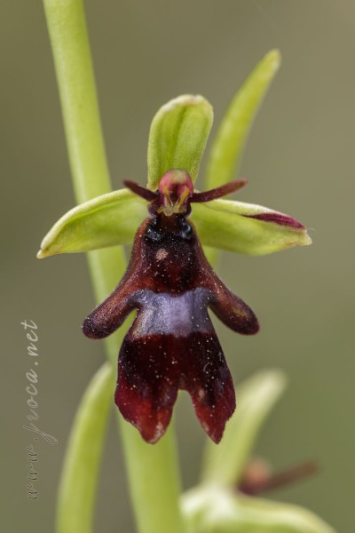 Ophrys insectifera L.