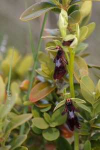 Ophrys insectifera L.