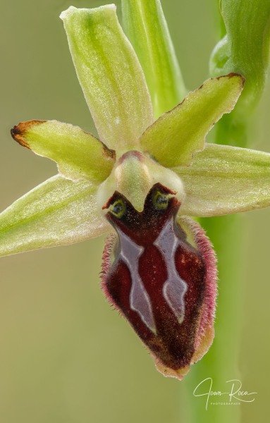 Ophrys kallaikia Hermosilla