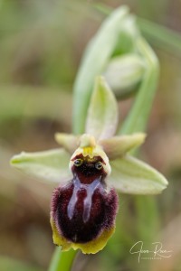Ophrys kallaikia Hermosilla