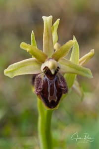 Ophrys kallaikia Hermosilla