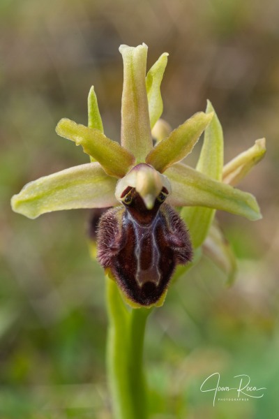 Ophrys kallaikia Hermosilla