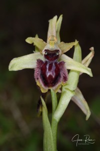 Ophrys kallaikia Hermosilla