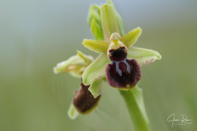 Ophrys kallaikia Hermosilla