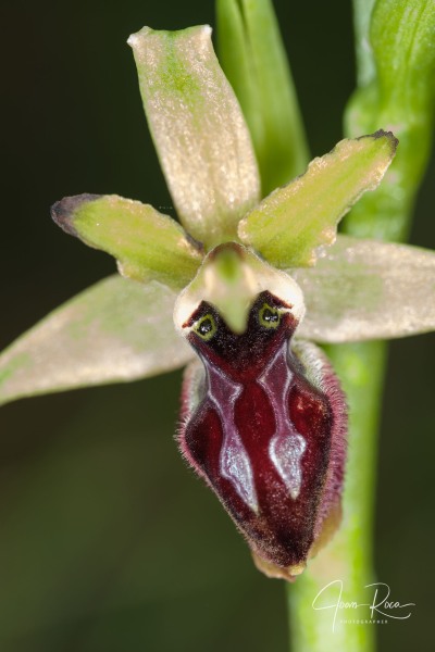Ophrys kallaikia Hermosilla
