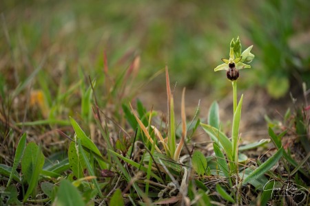 Ophrys kallaikia Hermosilla