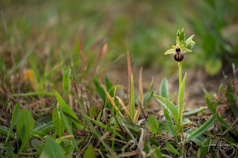 Ophrys kallaikia Hermosilla