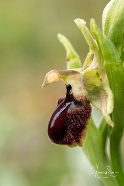 Ophrys kallaikia Hermosilla