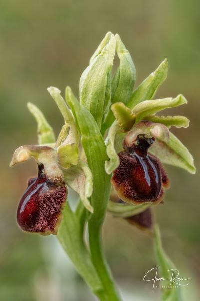 Ophrys kallaikia Hermosilla