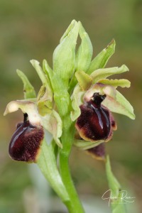 Ophrys kallaikia Hermosilla