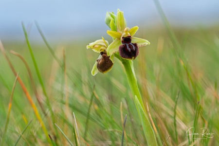 Ophrys kallaikia Hermosilla