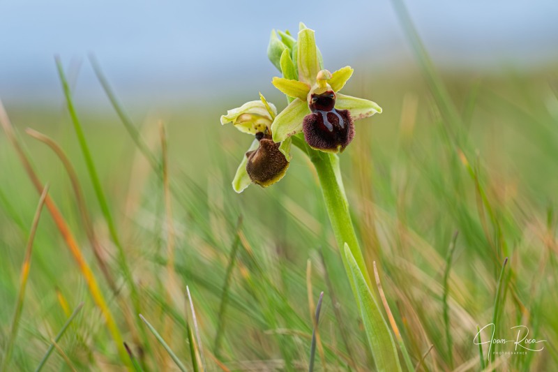 Ophrys kallaikia Hermosilla