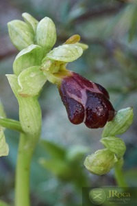 Ophrys lenae M.R. Lowe & D. Tyteca