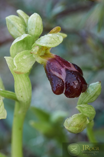 Ophrys lenae M.R. Lowe & D. Tyteca