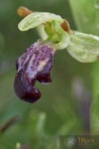Ophrys lenae M.R. Lowe & D. Tyteca