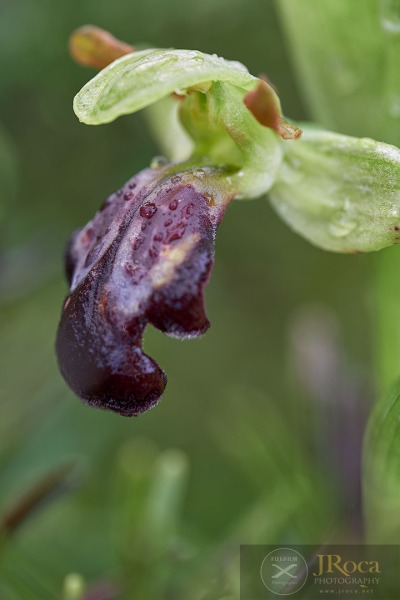 Ophrys lenae M.R. Lowe & D. Tyteca