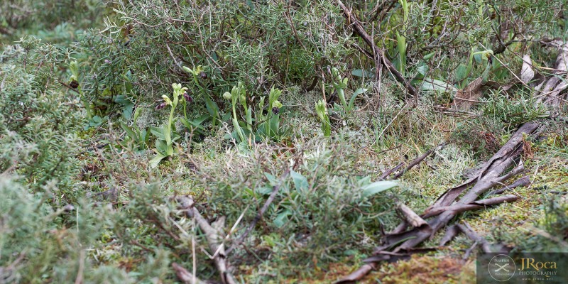 Ophrys lenae M.R. Lowe & D. Tyteca