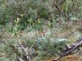 Ophrys lenae