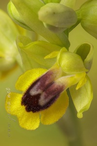 Ophrys lutea (Gouan) Cav.