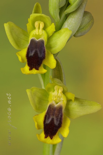 Ophrys lutea (Gouan) Cav.