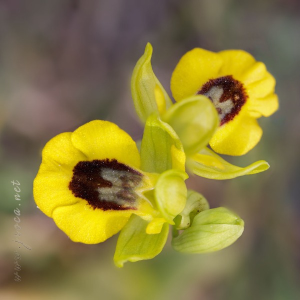 Ophrys lutea (Gouan) Cav.