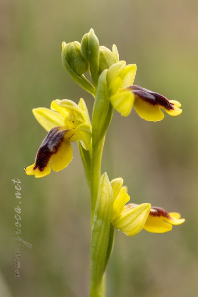 Ophrys lutea (Gouan) Cav.