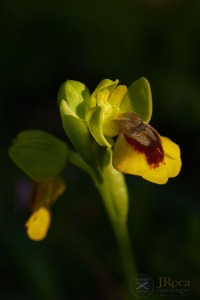 Ophrys lutea (Gouan) Cav.