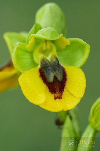 Ophrys lutea (Gouan) Cav.