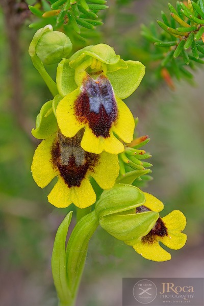 Ophrys lutea (Gouan) Cav.