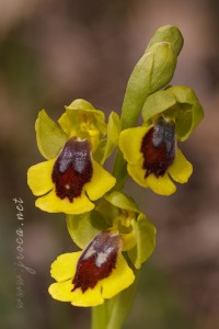 Ophrys lutea (Gouan) Cav.