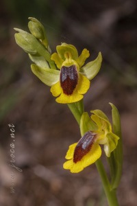 Ophrys lutea (Gouan) Cav.