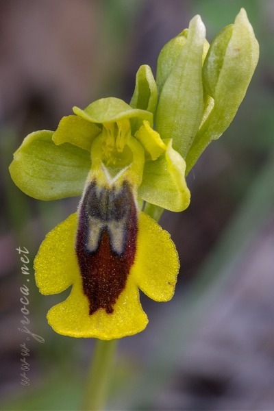 Ophrys lutea (Gouan) Cav.