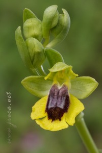 Ophrys lutea (Gouan) Cav.