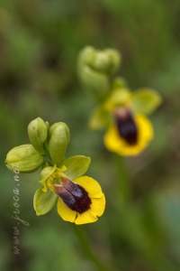 Ophrys lutea (Gouan) Cav.