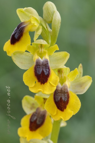 Ophrys lutea (Gouan) Cav.