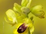 Ophrys lutea