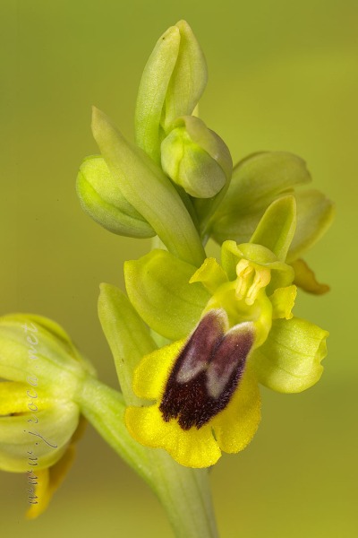 Ophrys lutea (Gouan) Cav.
