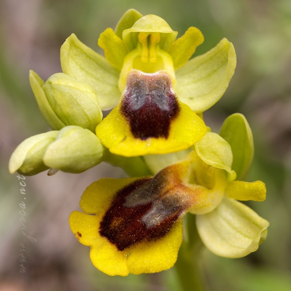 Ophrys lutea (Gouan) Cav.