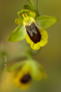 Ophrys lutea (Gouan) Cav.