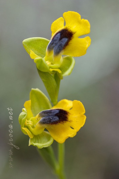 Ophrys lutea (Gouan) Cav.
