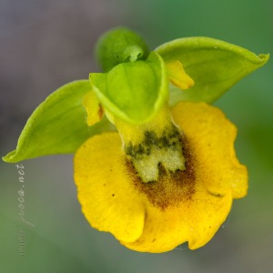 Ophrys lutea (Gouan) Cav.