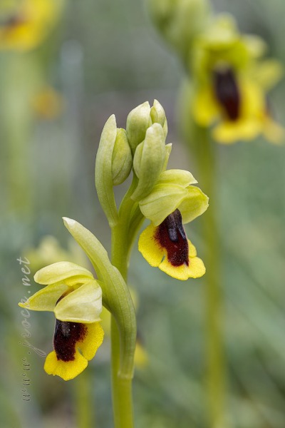 Ophrys lutea (Gouan) Cav.