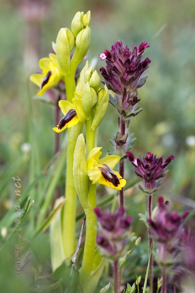 Ophrys lutea (Gouan) Cav.